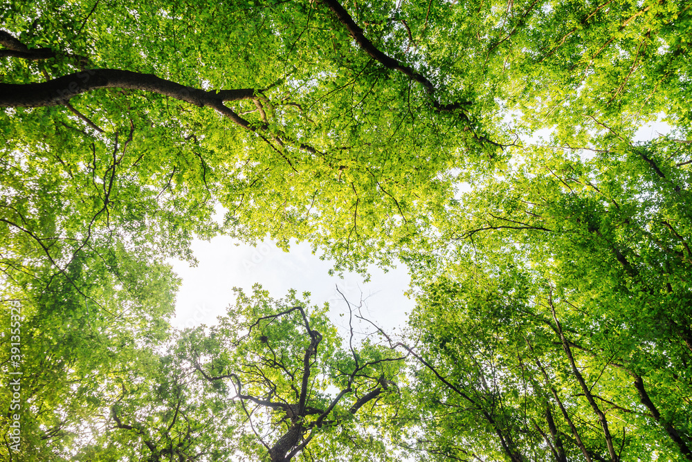 Fototapeta premium Green tree branches, upward view