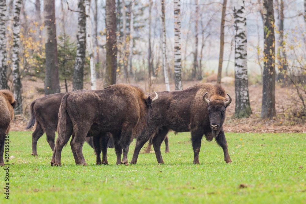 
impressive giant wild bison grazing peacefully in the autumn scenery