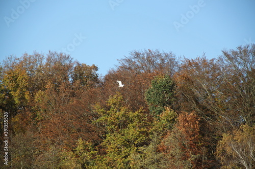 Paysage forestier à l'automne