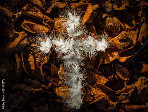 cruz de flores photo