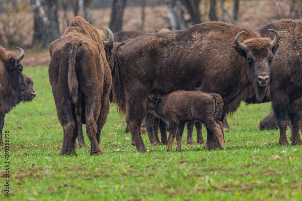 
impressive giant wild bison grazing peacefully in the autumn scenery