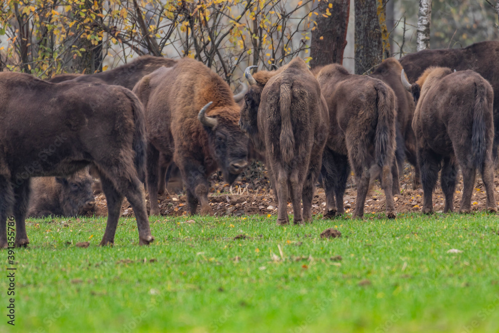 
impressive giant wild bison grazing peacefully in the autumn scenery