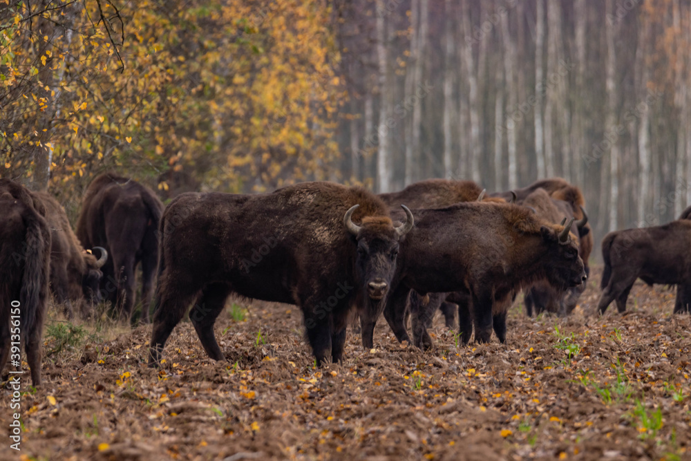 impressive giant wild bison grazing peacefully in the autumn scenery
impressive giant wild bison grazing peacefully in the autumn scenery
