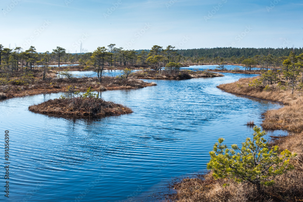 Swamp or bog in Kemeri National park in Latvia Swamp or bog in Kemeri National park in Latvia