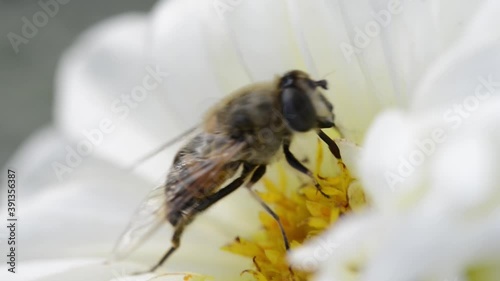 A bee pollinates white flowers. Spring