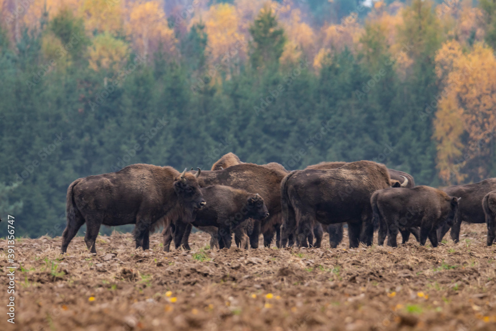impressive giant wild bison grazing peacefully in the autumn scenery
impressive giant wild bison grazing peacefully in the autumn scenery