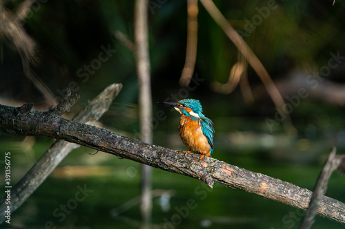 Eisvogel/Kingfisher, Tierfotografie © @swinter_winter