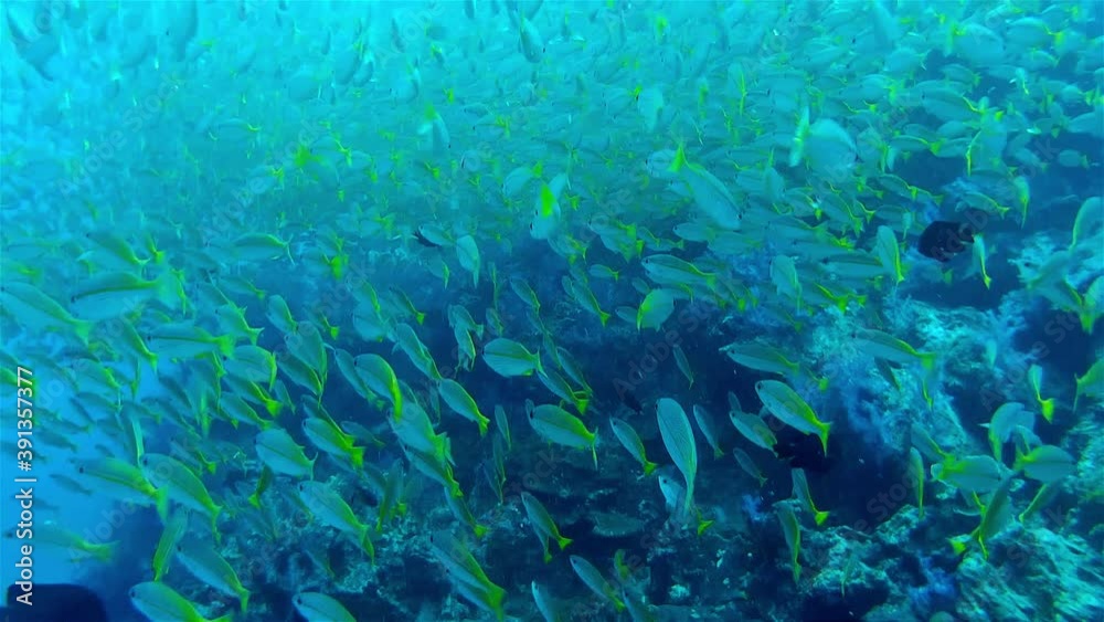 Large school of fish, Thailand
Close up shot underwater, Thailand
Large school of fish, Thailand
Close up shot underwater, Thailand