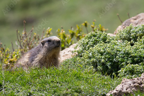 Marmote Termignon photo