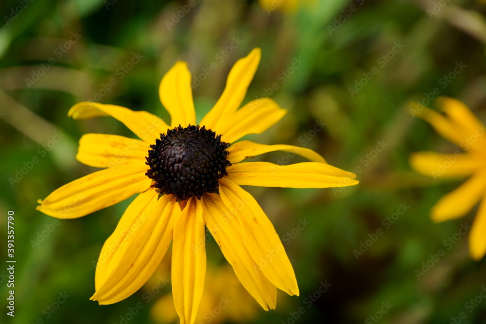 Macro photography of rudbeckia flower head Macro photography of rudbeckia flower head
