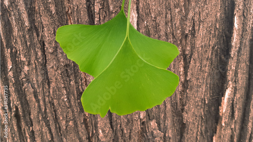 Ginko leaves on background tree bark photo