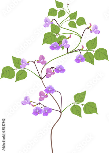 Bean plant with green leaves and purple flowers isolated on white background