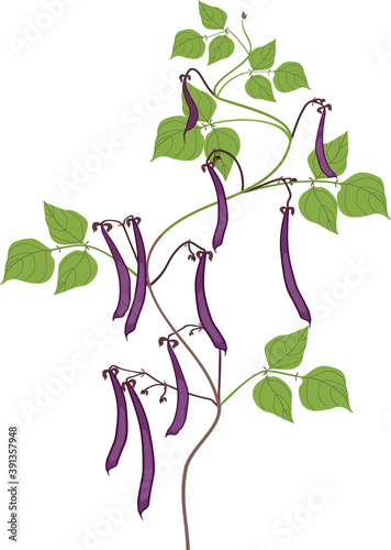 Bean plant with ripe purple pods and green leaves isolated on white background