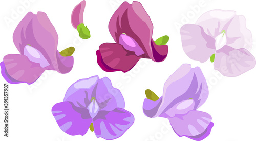 Purple bean flowers isolated on white background