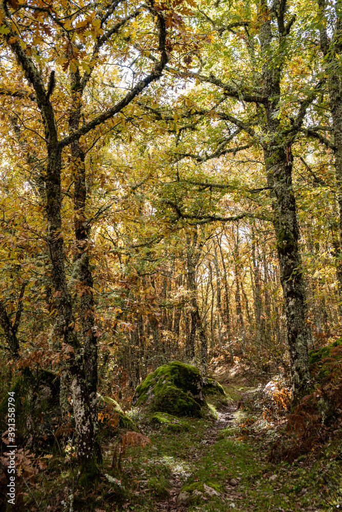 Tejeda de Tosande. Fuentes Carrionas Natural Park, Fuente Cobre- Palentina Mountain. Palencia,  Spain