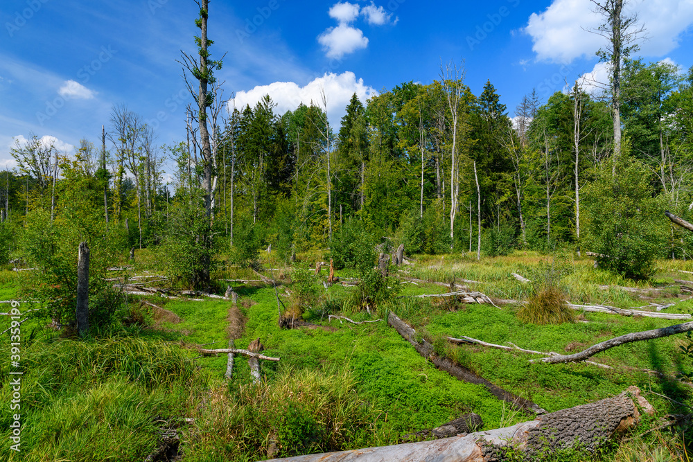 destroyed trees in the forest