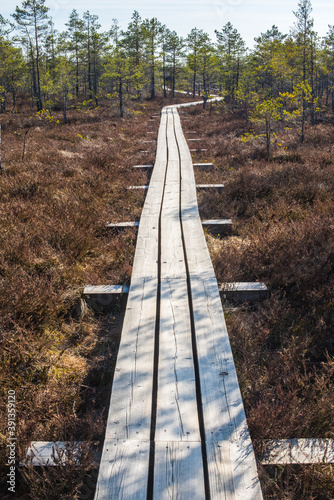 Fototapeta Naklejka Na Ścianę i Meble -  Swamp and wooden path in Kemeri National park