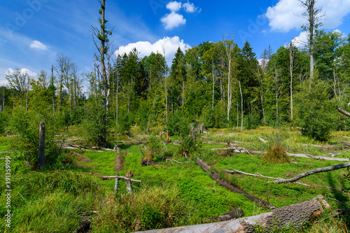 Obraz na płótnie destroyed trees in the forest w salonie