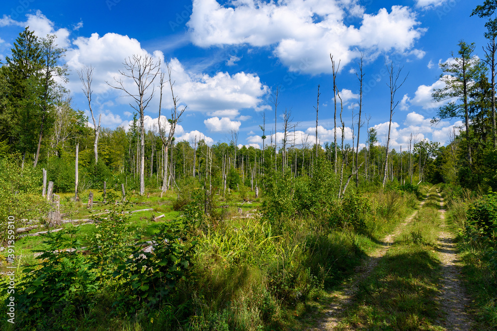 destroyed trees in the forest