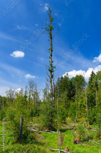 Obraz na płótnie destroyed trees in the forest w salonie