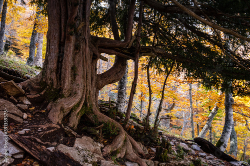 Centennial yews, Tejeda de Tosande. Fuentes Carrionas Natural Park, Fuente Cobre- Palentina Mountain. Palencia,  Spain photo