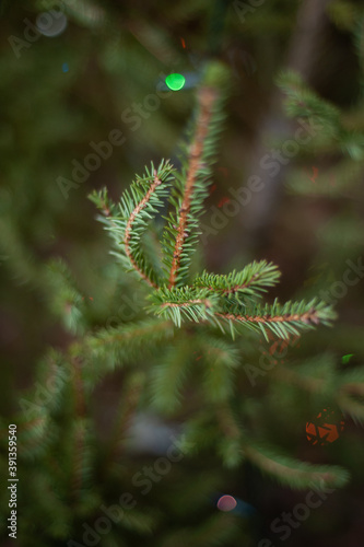 Background texture of dressed up christmas fir tree branch for new year holiday