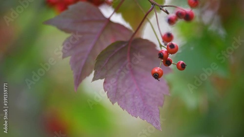 Hawthorn medicinal plant with berries