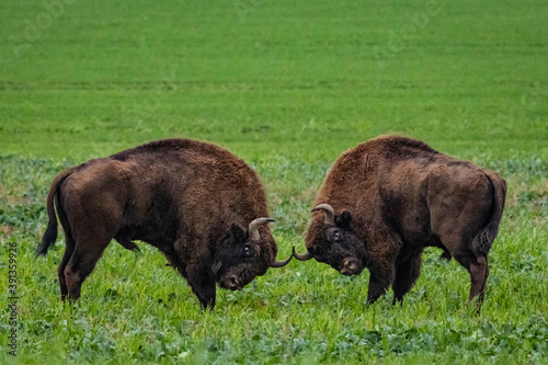 Vászonkép impressive giant wild bison grazing peacefully in the autumn scenery