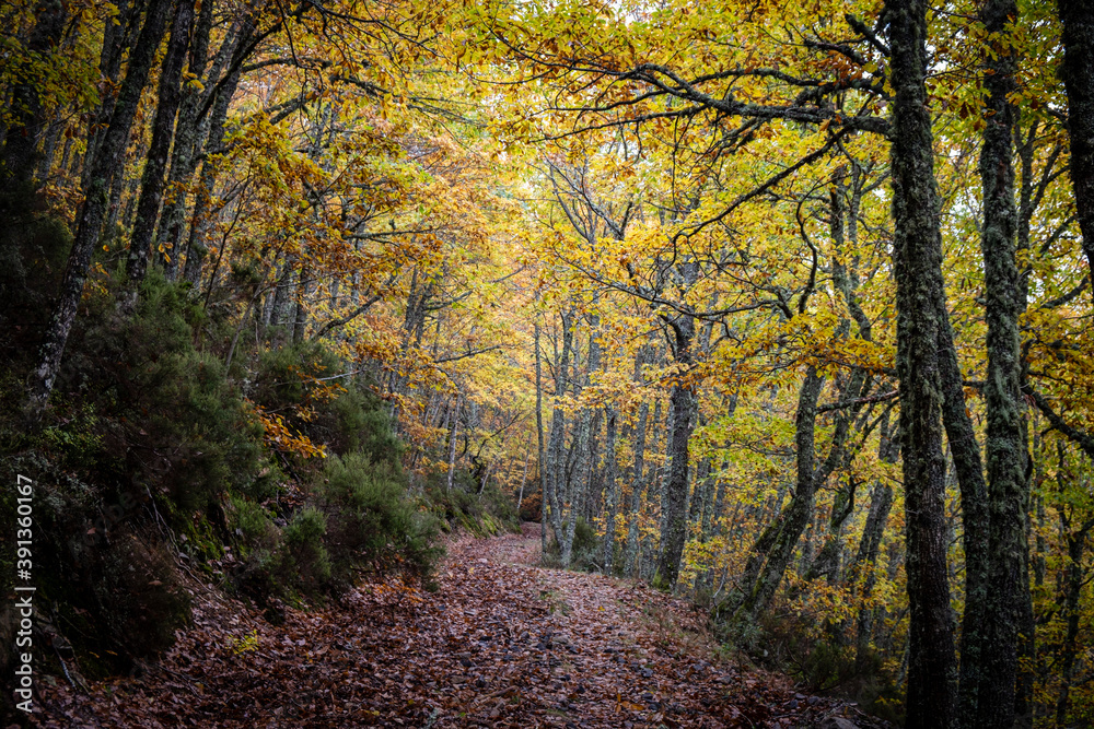 Pardomino Forest, Picos de Europa Regional Park, Boñar, Castilla-Leon, Spain