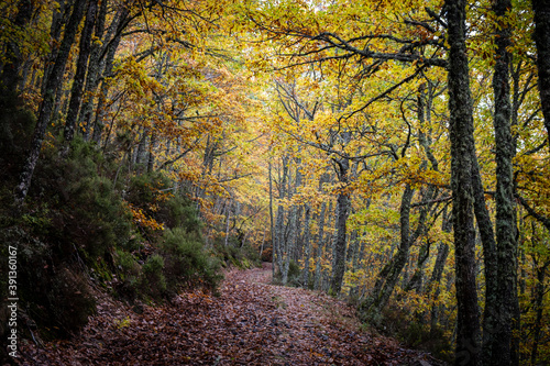 Pardomino Forest  Picos de Europa Regional Park  Bo  ar  Castilla-Leon  Spain