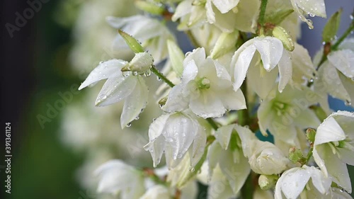 Yucca flowers watering slow motion