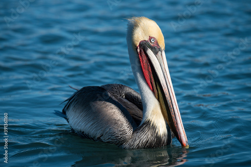 A pelican (pelenacus)  a marina at Loreto, Baja California, Mexico.