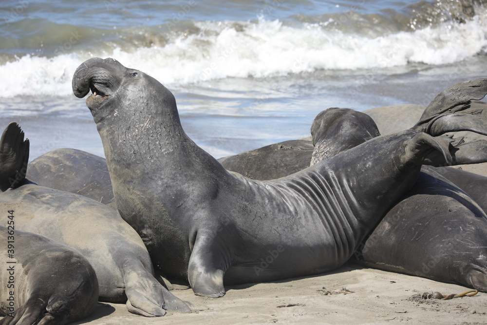 Fototapeta premium Robben / See-Elefanten an der Küstenstraße (USA / San Simeon) 
