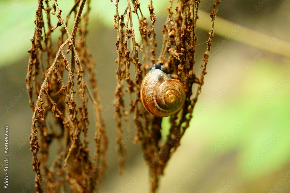 Macro photography of snail shell in plant Macro photography of snail shell in plant