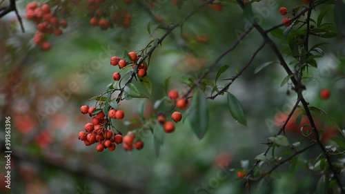 Orange firethorn Pyracantha coccinea berries