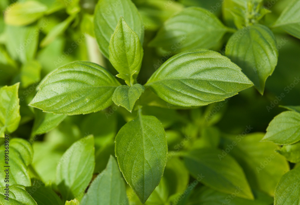 fresh green basil leaves fresh green basil leaves