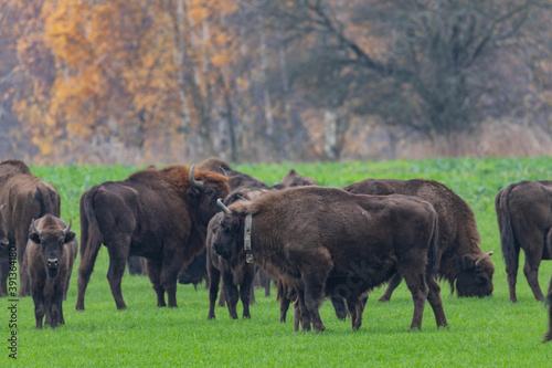  impressive giant wild bison grazing peacefully in the autumn scenery