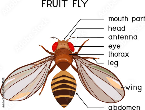 Scheme of structure of fruit fly (Drosophila melanogaster). Educational material