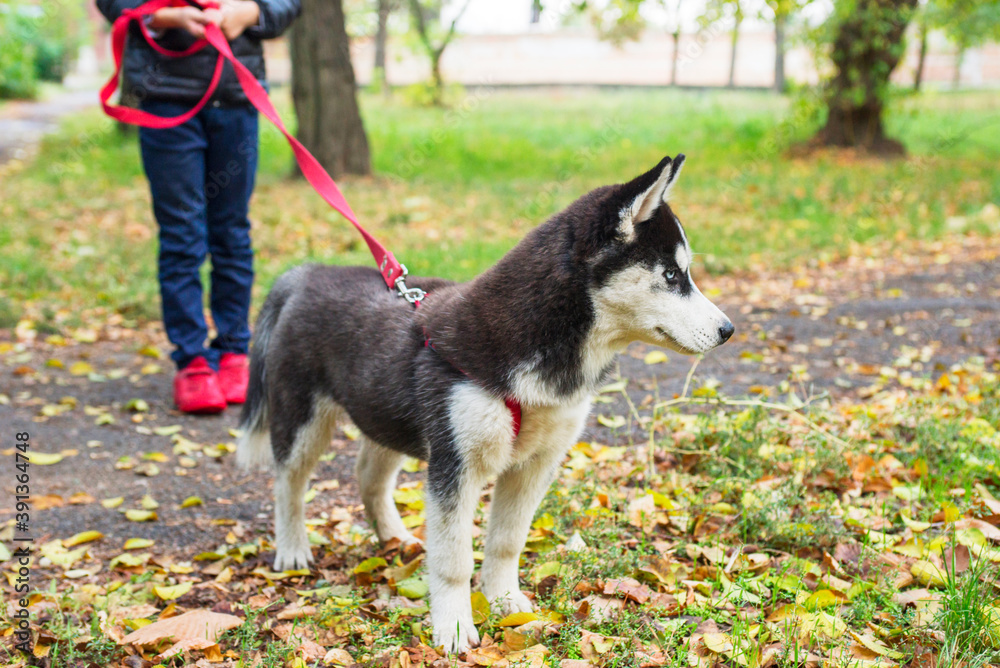 A child walks with a husky dog in a park. Obedient pet with his owner. Walking of pets