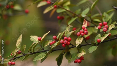Red berries on Pyracantha branch