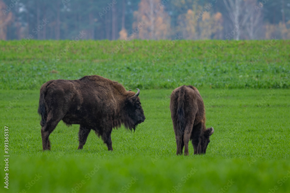 impressive giant wild bison grazing peacefully in the autumn scenery
impressive giant wild bison grazing peacefully in the autumn scenery