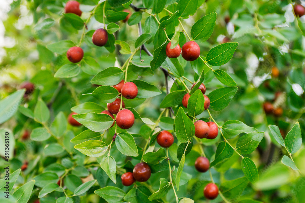 Ripe unabi on a tree branch in the garden. Close-up of tree branches with fruits Zizyphus Ripe unabi on a tree branch in the garden. Close-up of tree branches with fruits Zizyphus