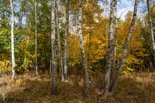 Birch trees golden autumn landscape. October Kharkov, Ukraine