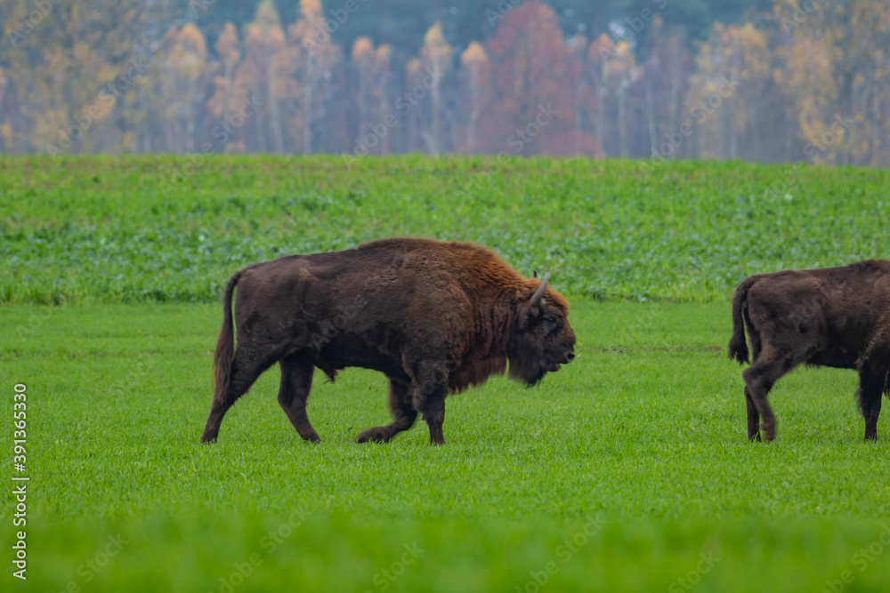 
impressive giant wild bison grazing peacefully in the autumn scenery