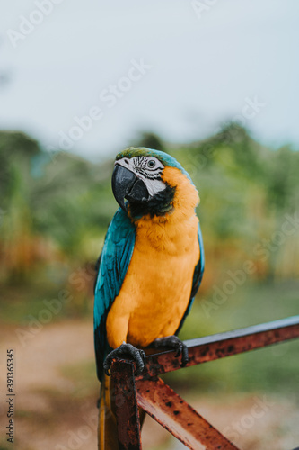 Retrato de loro guacamayo azul y amarillo en fondo natural