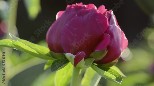Red peony in the morning