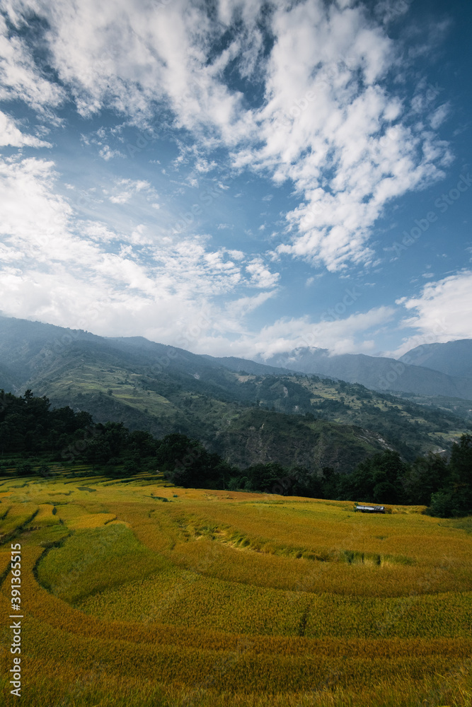Green Rice Field in Nepal Green Rice Field in Nepal