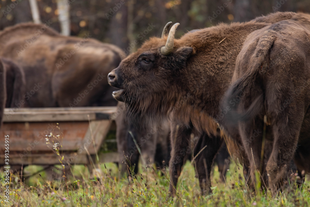 Fototapeta premium impressive giant wild bison grazing peacefully in the autumn scenery
