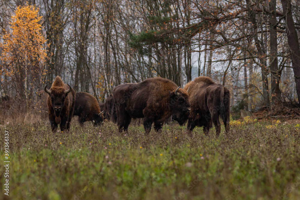 impressive giant wild bison grazing peacefully in the autumn scenery
impressive giant wild bison grazing peacefully in the autumn scenery