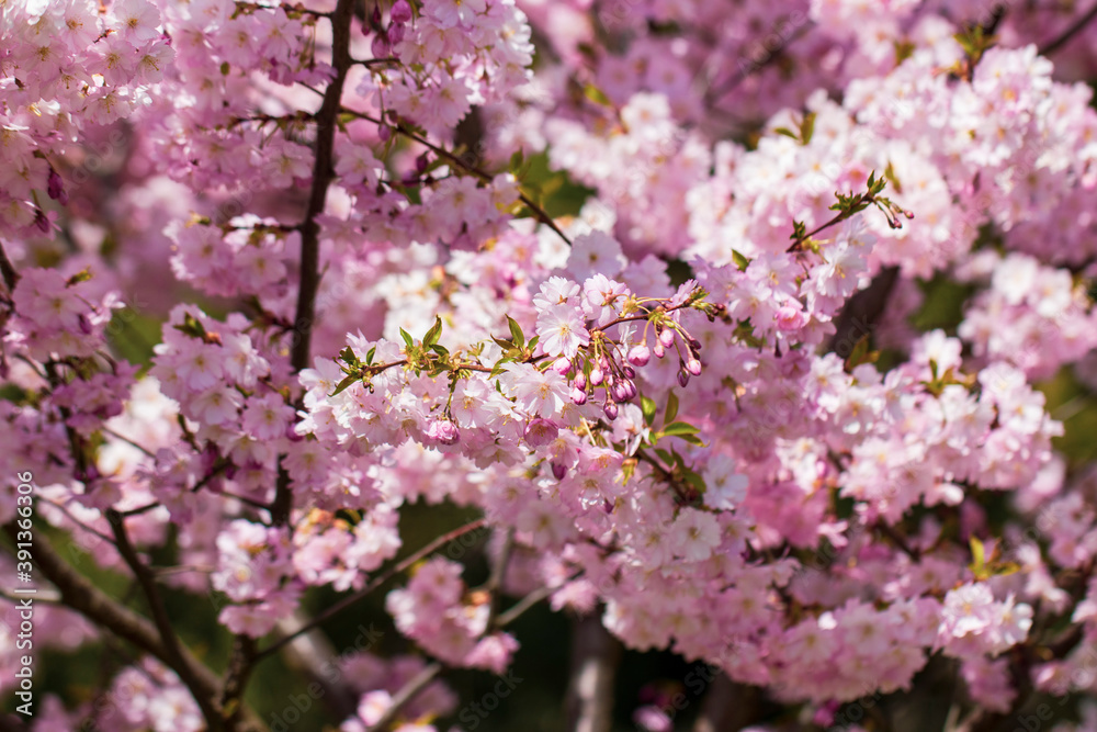 Pink cherry blossoming flowers, sakura power flowers. Selective focus.
